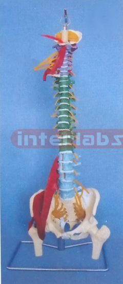 GIANT MULTIFUNCTIONAL FLEXIBLE VERTEBRAE SYNTHESIS. DEMONSTRATION